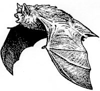 Bat drawing from Illinois Audubon